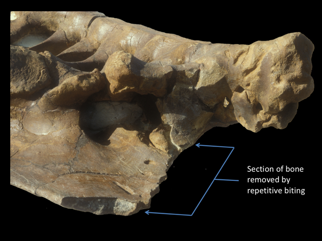 Bite marks on the fossilized meal of an ancient T.rex. Image: Erickson /Science Advances